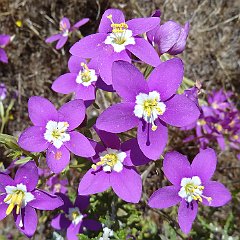 centaurium venustum - canchalagua or charming centaury May 30, 2011 centaurium venustum